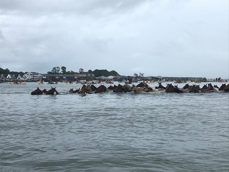 Photos: Chincoteague Pony Swim Through the Years